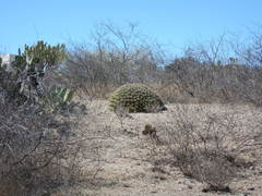 Ferocactus robustus