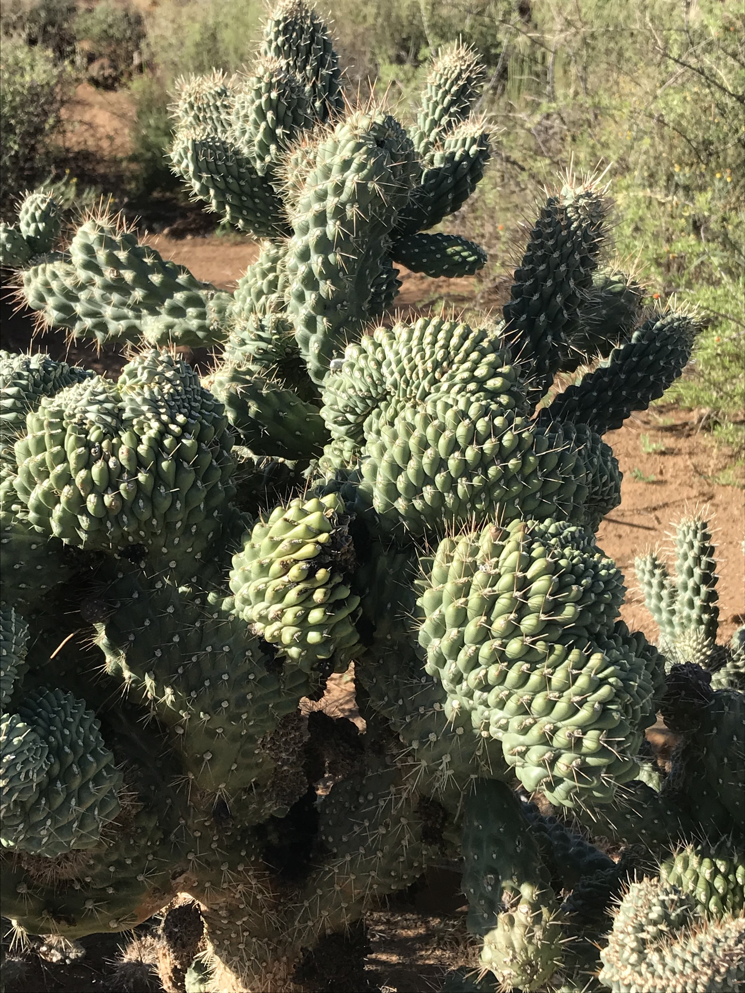 Cholla: A Hidden Gem