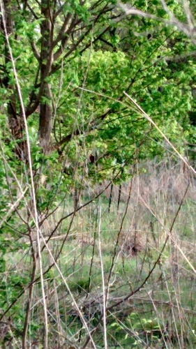 Cardinalidae