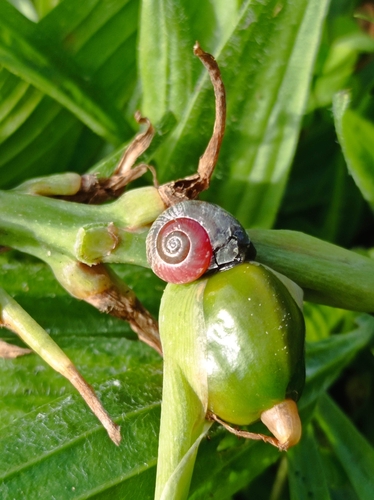 Leptaxis minor