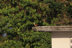 Campylorhynchus chiapensis