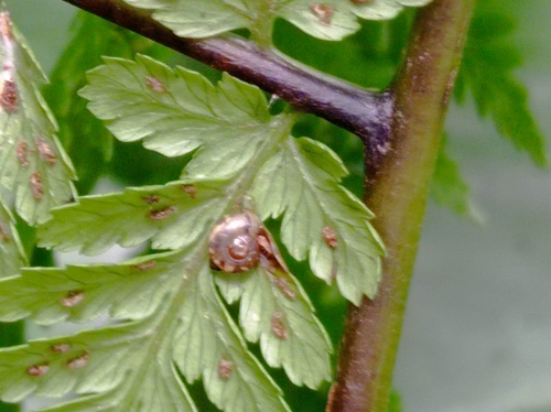 Leptaxis minor
