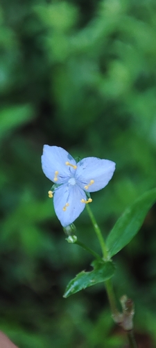 Tahitian bridalveil (Gibasis geniculata)