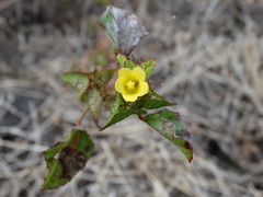 Malachra alceifolia