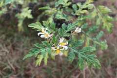 Solanum grayi