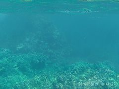Platybelone argalus