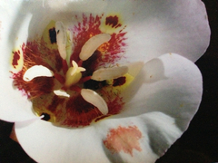 Calochortus venustus