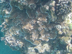 Montipora capitata