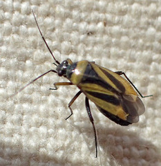 Plagiognathus moerens