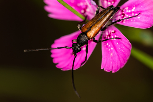 Juodasiūlis Grakštenis nuotrauka