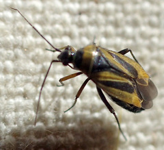 Plagiognathus moerens