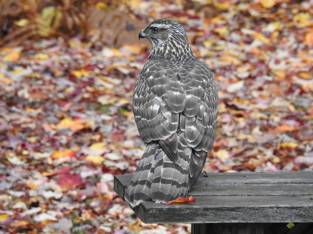 Accipiters from Merivale Gardens Grenfell Glen Pineglen Country Place, Ottawa, ON, Canada