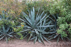 Agave angustifolia