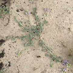 Lupinus tidestromii
