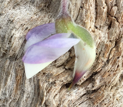 Lupinus tidestromii