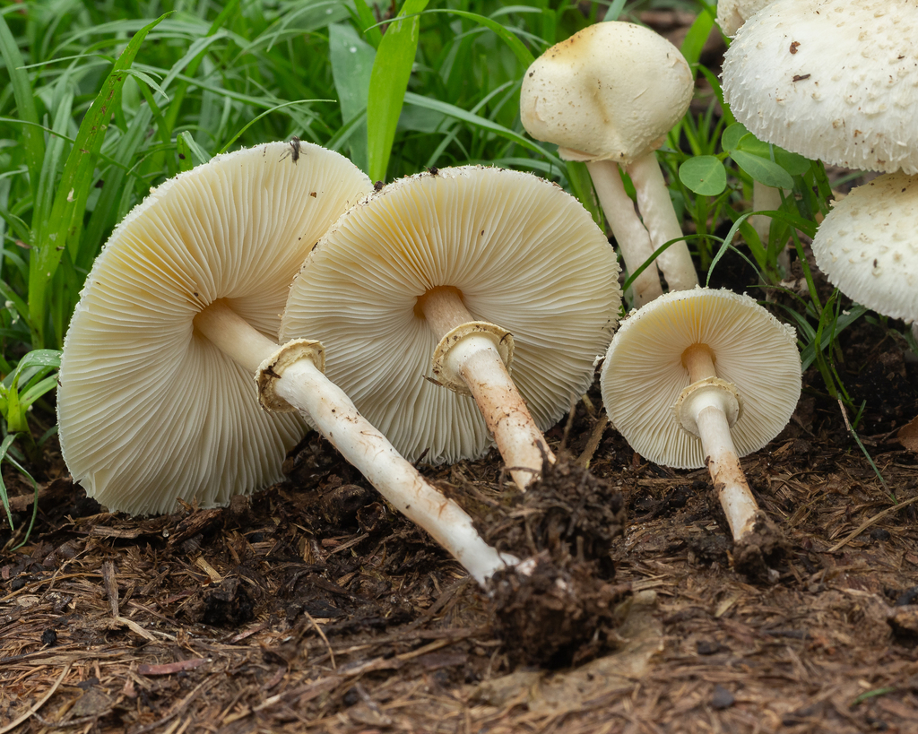 Chlorophyllum hortense · October 2023 · photo: © deniszabin (iNaturalist, cc-by)