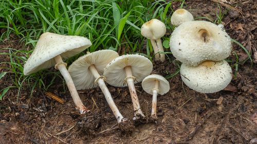 Chlorophyllum hortense