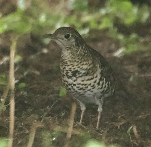 Zorzal dorado (Zoothera aurea)