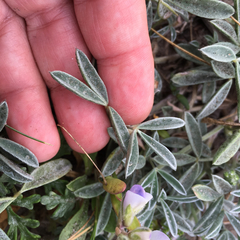 Lupinus tidestromii