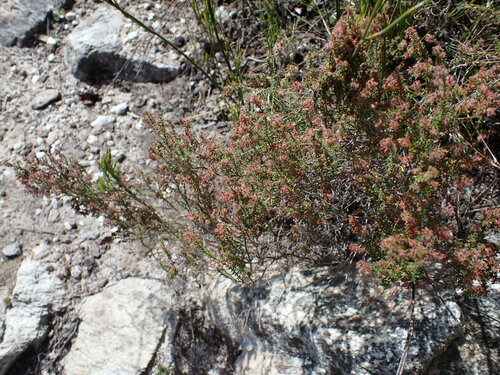 Image of Erica erinus by (c) Ren Hoekstra, some rights reserved (CC BY)