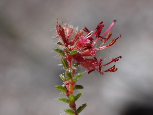 Bellstigma Heath (Erica erinus)
