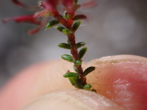 Image of Erica erinus by (c) Ren Hoekstra, some rights reserved (CC BY)