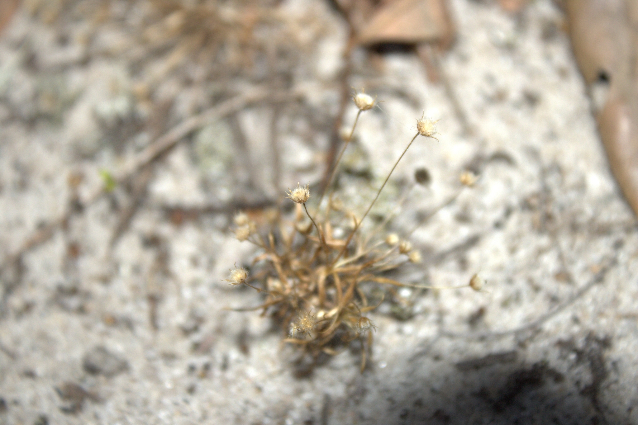 Paepalanthus bifidus