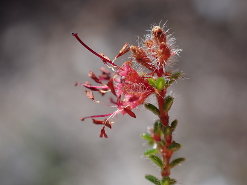 Image of Erica erinus by (c) Ren Hoekstra, some rights reserved (CC BY)