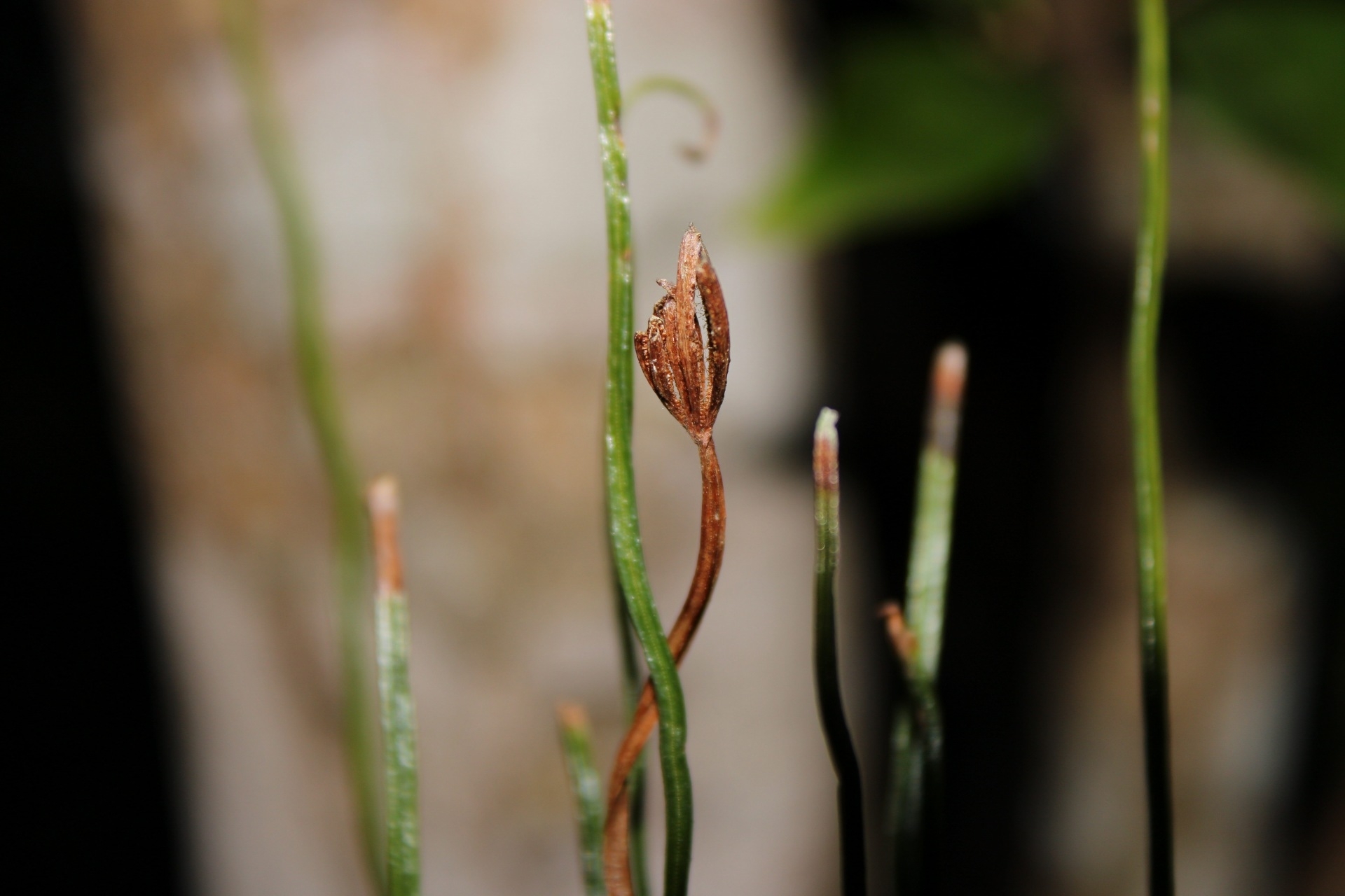 Actinostachys pennula