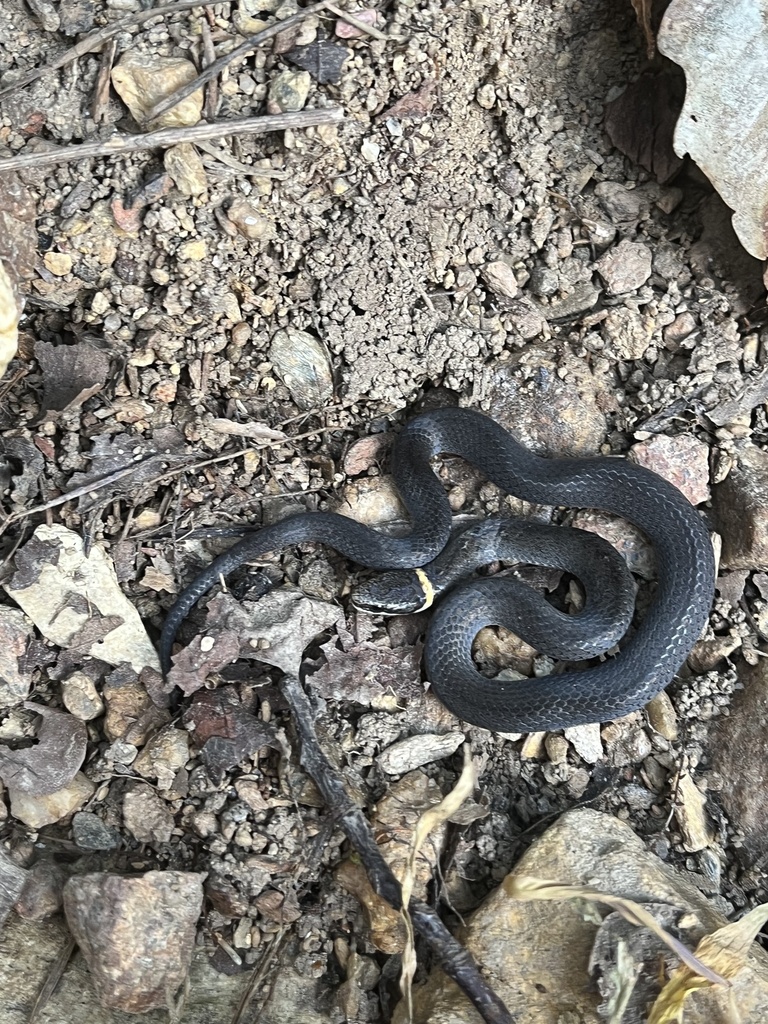 Southern Ringneck Snake from Cartersville, GA, US on October 30, 2023 ...