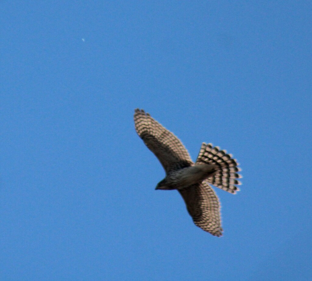 Cooper's Hawk from Lower Township, NJ, USA on October 23, 2023 at 1135