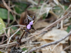 Dicliptera resupinata