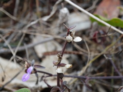 Dicliptera resupinata