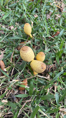 Leucocoprinus birnbaumii image