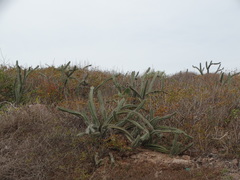 Stenocereus standleyi