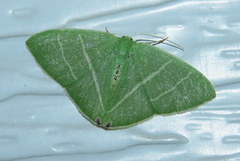 Urolitha bipunctifera