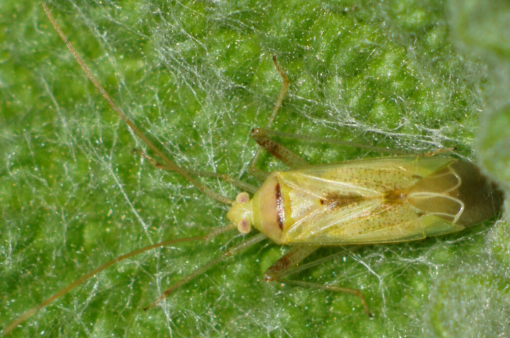 Creontiades dilutus from Nardoo Reserve, Sandleton SA 5356, Australia ...