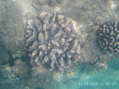 Pocillopora grandis