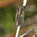 Blood Redtail Cicada - Photo (c) James Bailey, some rights reserved (CC BY-NC), uploaded by James Bailey