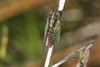 Blood Redtail Cicada - Photo (c) James Bailey, some rights reserved (CC BY-NC), uploaded by James Bailey