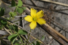 Oxalis rubens