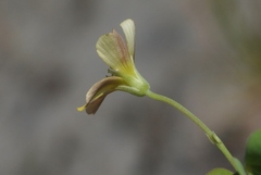Oxalis rubens