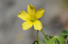 Oxalis rubens