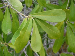Quadrella indica