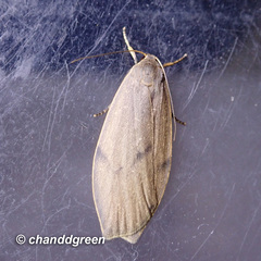 Paralithosia shaowuica