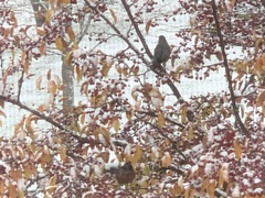 Turdus migratorius image