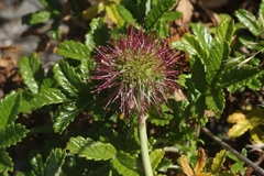 Acaena pallida