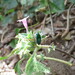 Acmaeodera marginarcuata - Photo 由 Emmanuel Guevara Lazcano 所上傳的 (c) Emmanuel Guevara Lazcano，保留部份權利CC BY-NC-SA