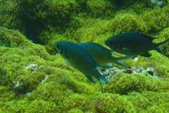 Chromis weberi