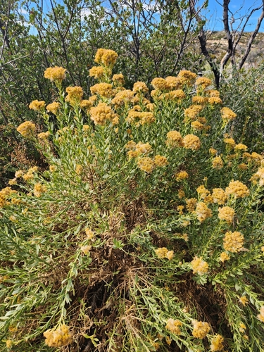 Image of Ericameria parishii by no rights reserved